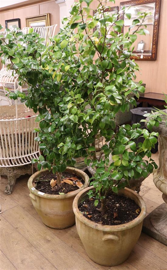 A pair of circular garden urns with trees, Diam.56cm